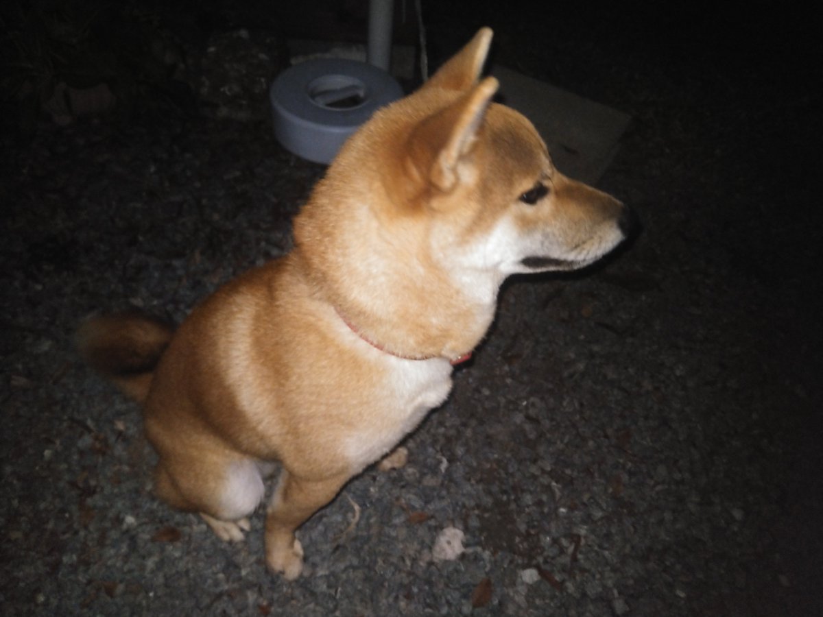 bbb1092's tweet photo. 帰ってきたら迷い犬が庭に🐶
綺麗だし人慣れしてるから脱走してきたんだろうけど、近所ではなかった。
警察に連絡して保護してもらったけど、飼い主見つかるとイイな。 https://t.co/2VLoFYY96m