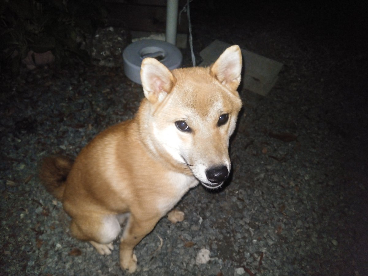 bbb1092's tweet photo. 帰ってきたら迷い犬が庭に🐶
綺麗だし人慣れしてるから脱走してきたんだろうけど、近所ではなかった。
警察に連絡して保護してもらったけど、飼い主見つかるとイイな。 https://t.co/2VLoFYY96m