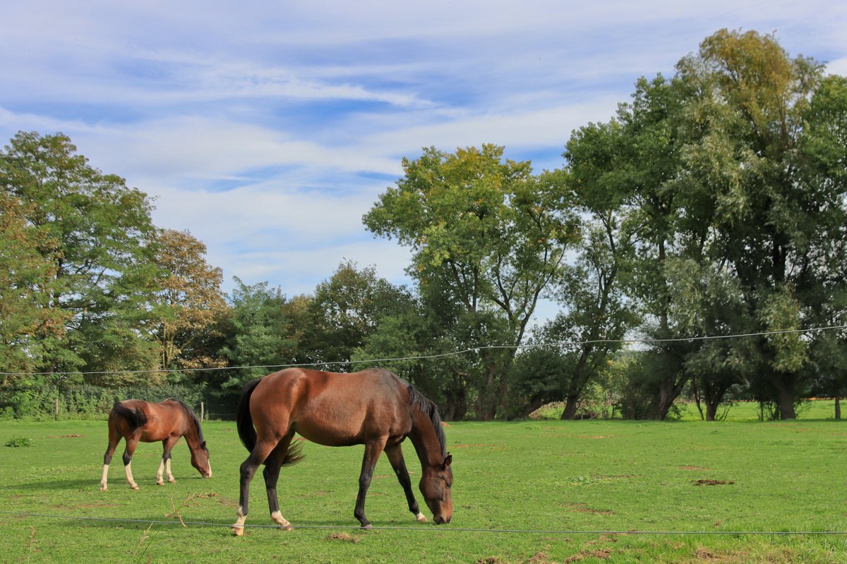luclambert11's tweet photo. #vrtweer Luc Lambert 12u17 Ardooie zon en wolken    wind ZW 21° https://t.co/CvEicudrSY
