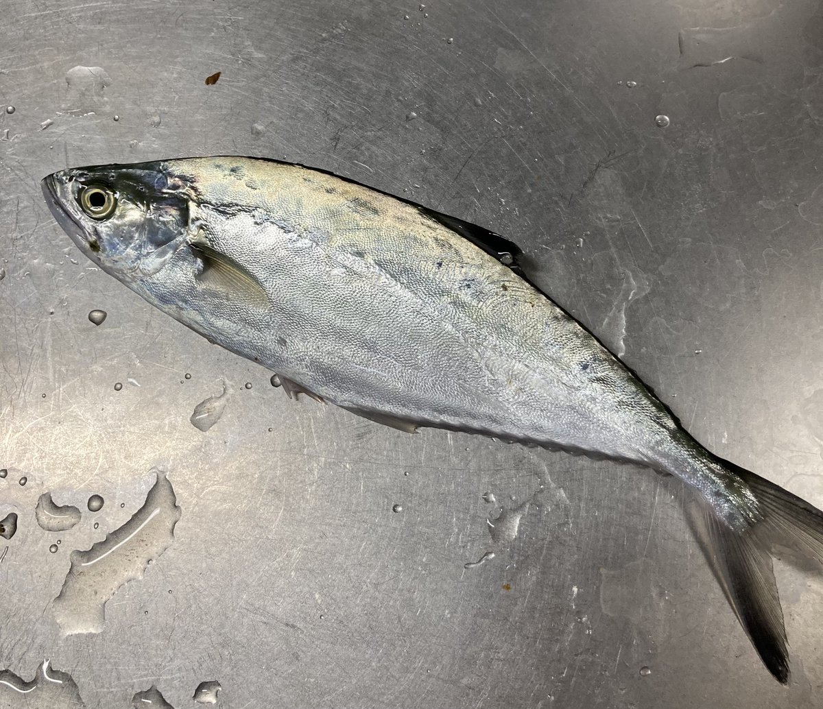 alice_p0722's tweet photo. なんて魚やろ？
食べていいやつ？
めっちゃ薄っぺらい。 https://t.co/KqitKPHHdA