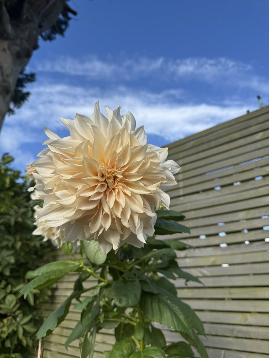 KKC255's tweet photo. #FlowersOnSaturday 

My new favourite Dahlia 
….Cafe Au Lait
Looking great in October 🌼🌝🌼🌝….

#Flowerytober2026 
#Mygarden
#Flowers https://t.co/gakrFn5xO7