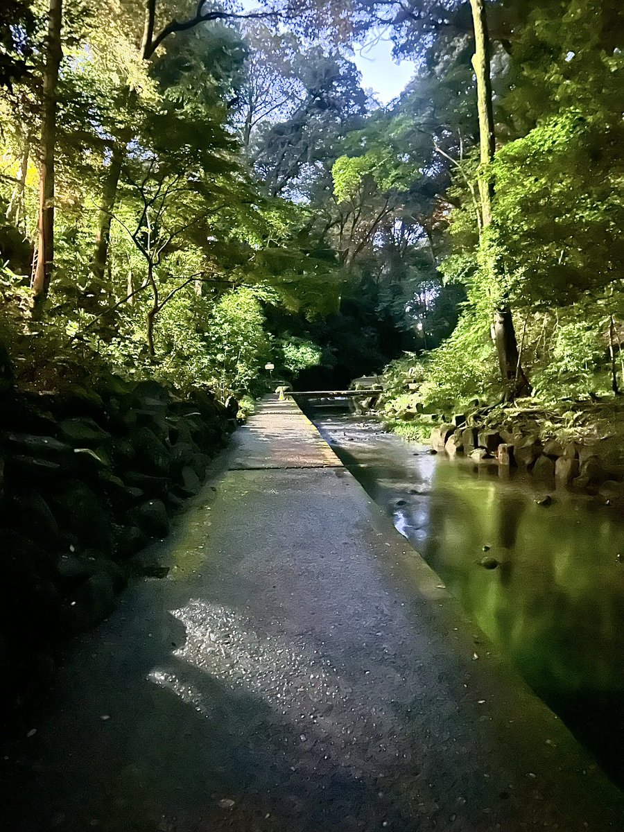 ofuton_to_gohan's tweet photo. 先日のお散歩DX！🌳🌳🌳
素晴らしかったです！セットログ撮りました！🍄‍🟫
空気美味しかったなぁ緑綺麗だったなぁ、ほぼ夏だった https://t.co/ZgaY246MXJ