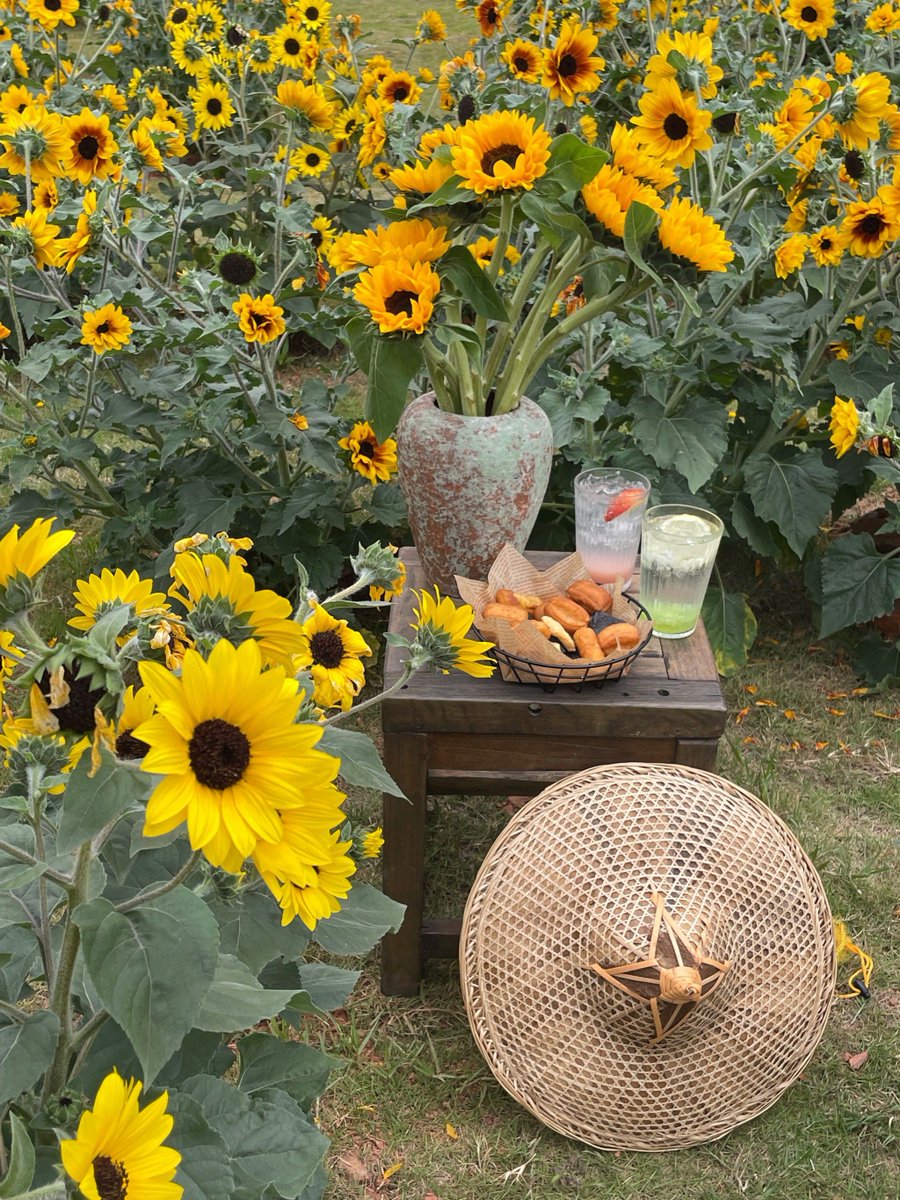 shado_oasis_54's tweet photo. Need to delete some locust trees in my yard, but this dazzling golden sunflower is my favorite this season, and it's so charming! ， https://t.co/8QWEeWZ1HA