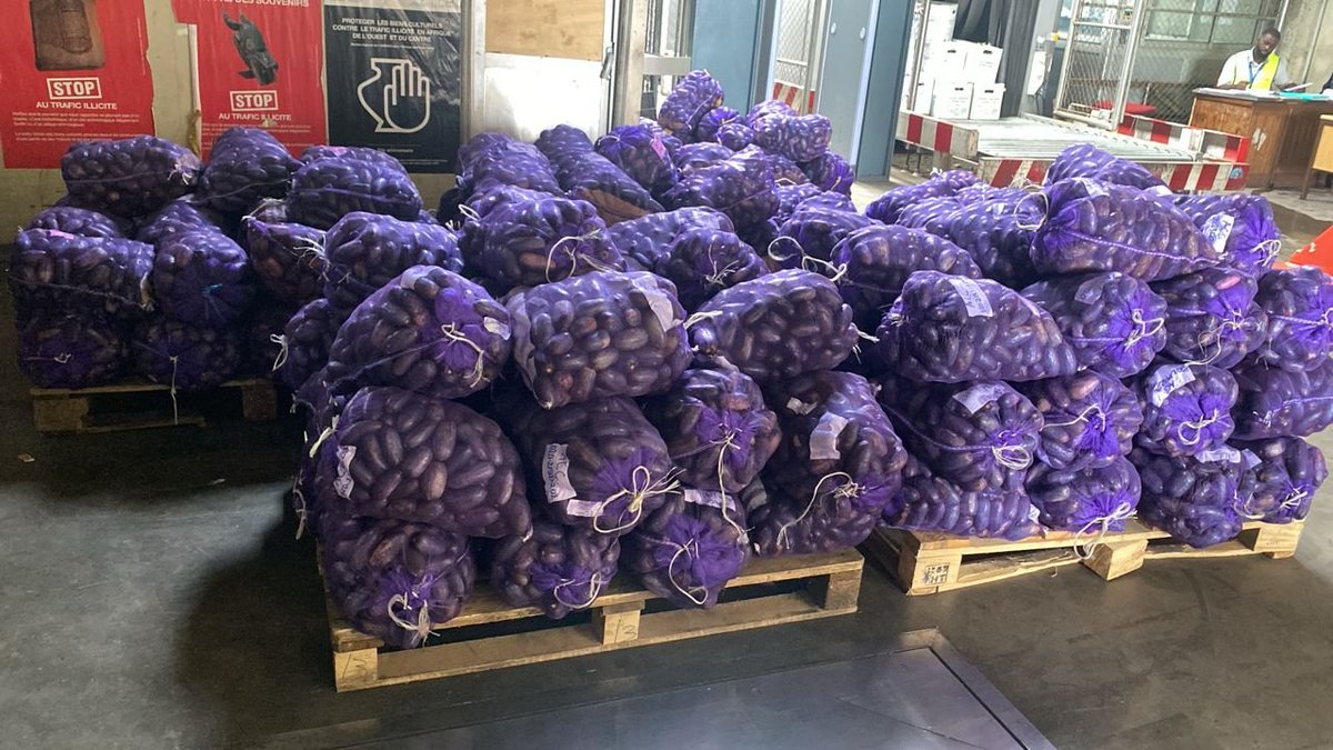 oransomarket's tweet photo. Fresh African Pear/ Ube/ Safou
10KG £99 with African Corn 12 to 15 cobs depending on size. £15-All Ships UK-wide every Monday. Order on WhatsApp +447307449158 until 6PM 3/10/26.Thanks! https://t.co/WZDhP94WHO
