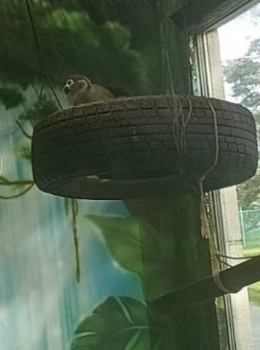 390chaya's tweet photo. 動物園デートでした🫶
途中のびっくりエピソード→動物園内を野生のリス🐿が通過するってどういうことなのー？😂笑
ﾆｷﾞは日々当たり前のようにリスだキツネだと見かけると教えてくれるけど、🍒のとこはハトしか頻繁に見られないのよ

本日の優勝はタイヤの上のリスザル‼️かあいらしいこと🥰 https://t.co/HUTpnkfIA6