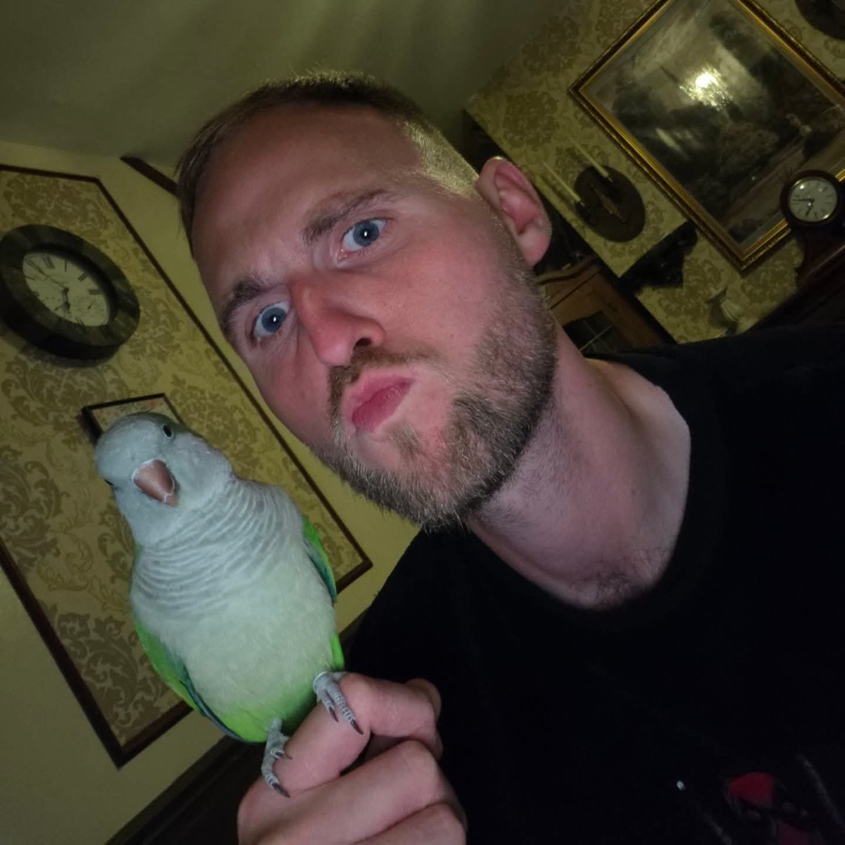 Crazyboiash's tweet photo. The best freind I never knew I needed. 
Ive had this little 💩 since he was 6 months old. When I saw him sitting on his own in the pet shop. Hes now 3 and our bond is stronger then ever. I prefer him over any human. Yoda 💚🦜
#Pet #Pets #bestfriend #Animal #Parrot https://t.co/Y26L5vc65f
