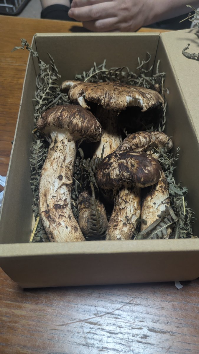 Bkurok's tweet photo. 親が配信者企画に応募して当たったらしい松茸たち🍄
クソデカ松茸初めて食べましたがまぁぁ美味い✨ https://t.co/cwUSntkdzV