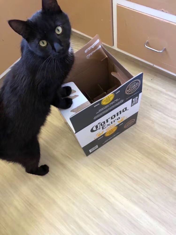 foolishtriangle's tweet photo. BIG MONSTER I don’t know if you’re alive or dead boy
I haven’t seen you since you disappeared when I went to buy beers that Saturday afternoon in January 
Everyone always leaves. 
I miss you boy 😔
If you’re still alive I hope you’re still eating Oscar cat food
Come home boy 😭 https://t.co/Xc4T822GcN