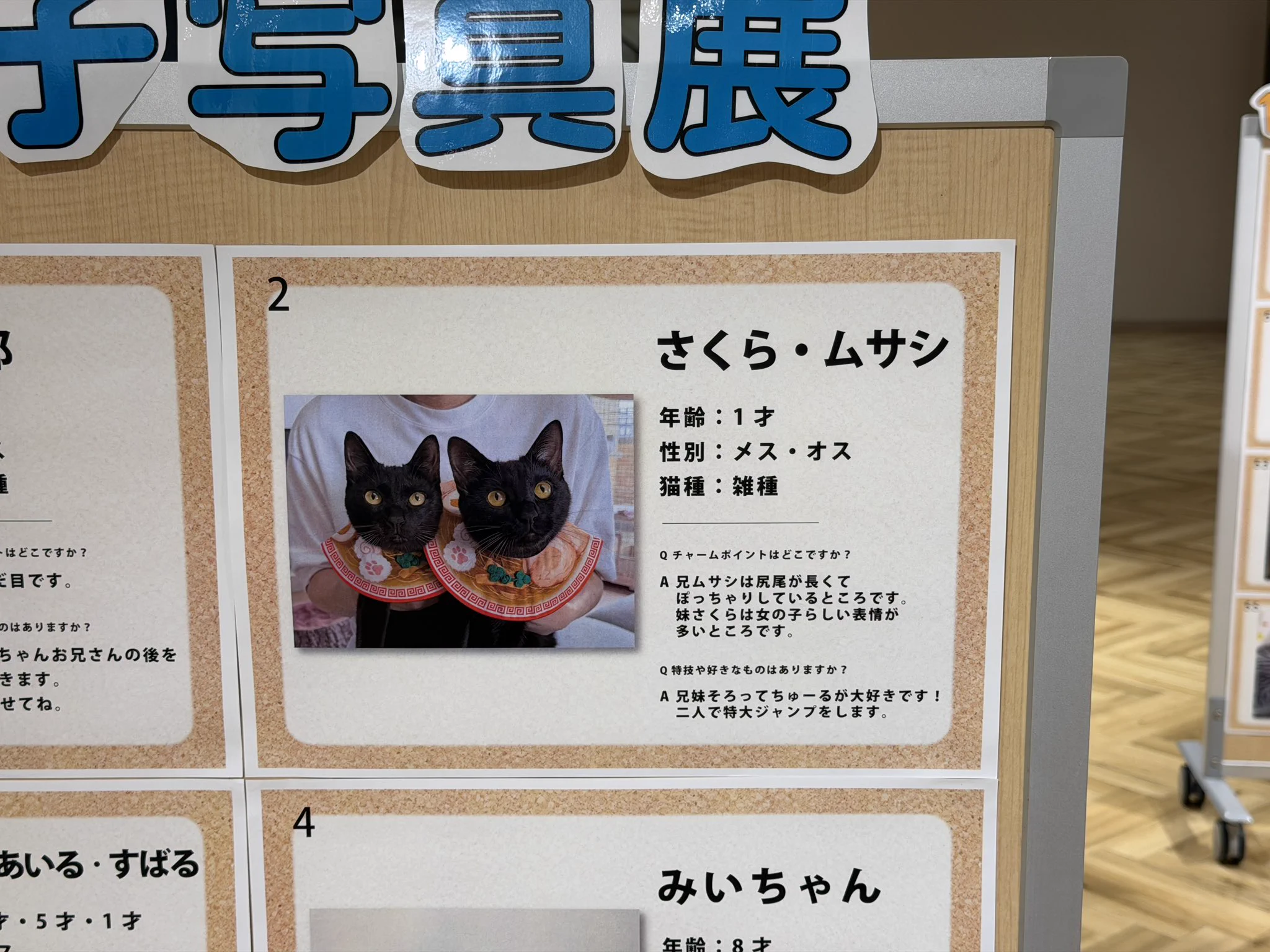 黒猫兄妹 ムサシとさくら on X: 
