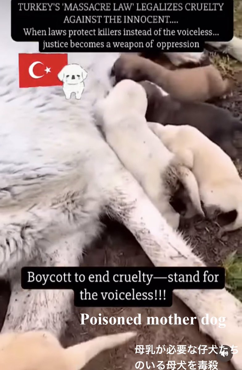 TomBeKindToAll's tweet photo. #AnimalCruelty
#StopKillingStrays
#JusticeForTheKitten
#Türkiye #yavrukedi #elkadar
#KediCinayeti #kedi
#KaplumbağayaKediyeAdalet
#Yavrukediiçinadalet
#CaniTutuklansın
#Vicdaniçinadalet
#Turkey #トルコ
@TC_TokyoBE https://t.co/SuRsEpvM1U