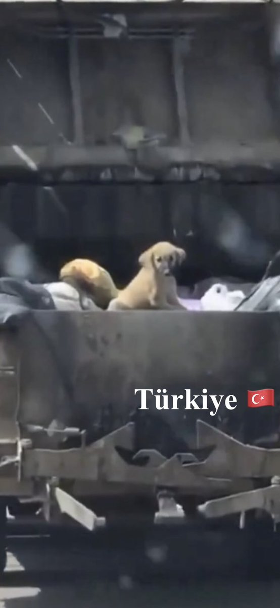 TomBeKindToAll's tweet photo. #AnimalCruelty
#StopKillingStrays
#JusticeForTheKitten
#Türkiye #yavrukedi #elkadar
#KediCinayeti #kedi
#KaplumbağayaKediyeAdalet
#Yavrukediiçinadalet
#CaniTutuklansın
#Vicdaniçinadalet
#Turkey #トルコ
@TC_TokyoBE https://t.co/SuRsEpvM1U