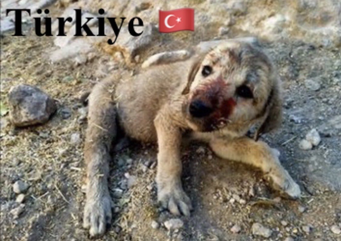 TomBeKindToAll's tweet photo. #AnimalCruelty
#StopKillingStrays
#JusticeForTheKitten
#Türkiye #yavrukedi #elkadar
#KediCinayeti #kedi
#KaplumbağayaKediyeAdalet
#Yavrukediiçinadalet
#CaniTutuklansın
#Vicdaniçinadalet
#Turkey #トルコ
@TC_TokyoBE https://t.co/SuRsEpvM1U