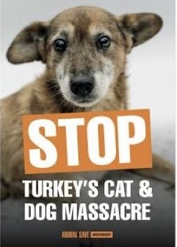 TomBeKindToAll's tweet photo. #AnimalCruelty
#StopKillingStrays
#JusticeForTheKitten
#Türkiye #yavrukedi #elkadar
#KediCinayeti #kedi
#KaplumbağayaKediyeAdalet
#Yavrukediiçinadalet
#CaniTutuklansın
#Vicdaniçinadalet
#Turkey #トルコ
@TC_TokyoBE https://t.co/SuRsEpvM1U