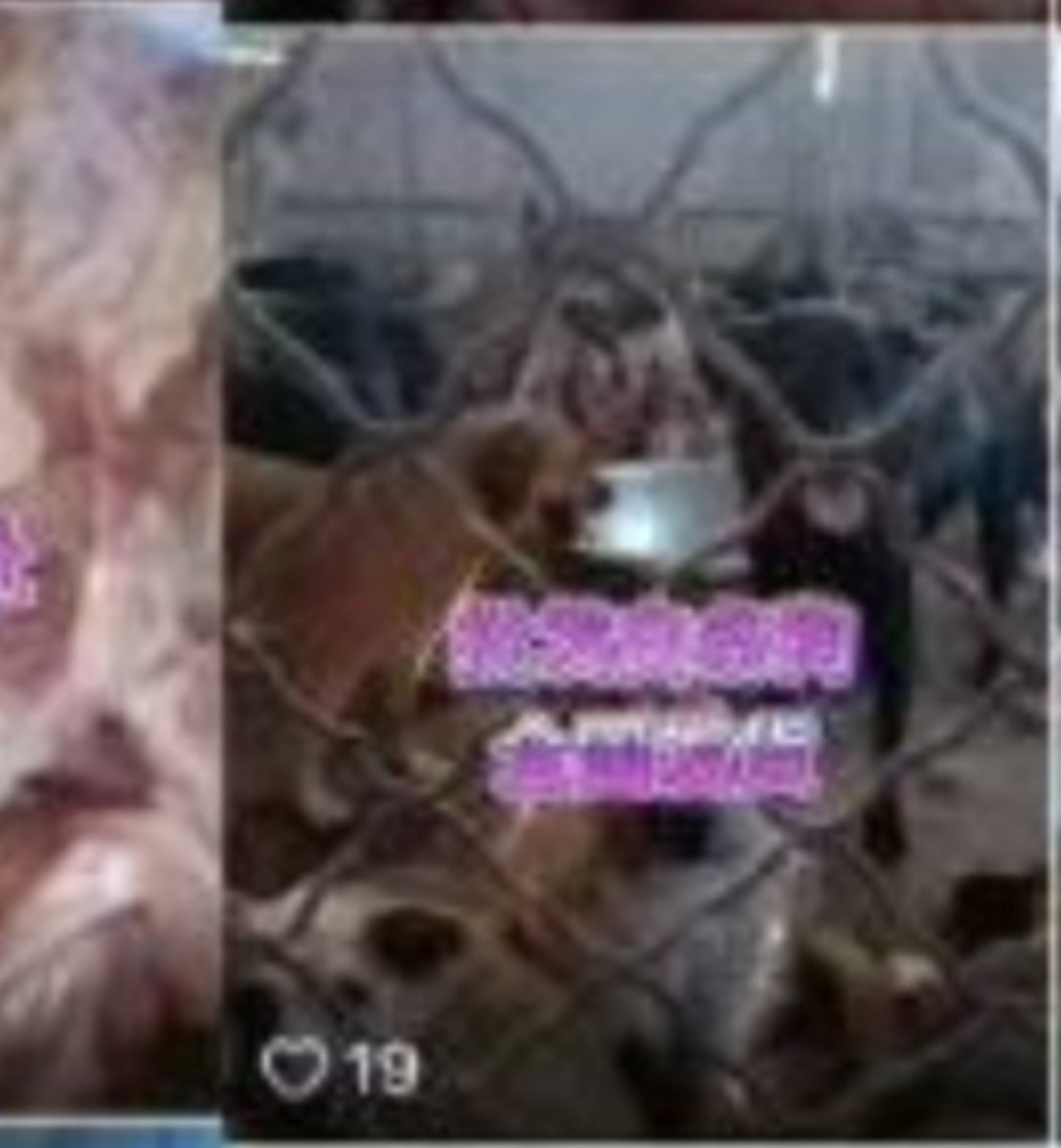 PhaedraXTeddy's tweet photo. BULK #DOGmeat with "integrity" can be shipped nationwide in #China 🇨🇳.
Thought dogs weren't livestock in #China🇨🇳 anymore, that language was used officially in Chinese farm bill to fool people  against dog and cat meat, but was never enforced. https://t.co/sYkISzPDbZ