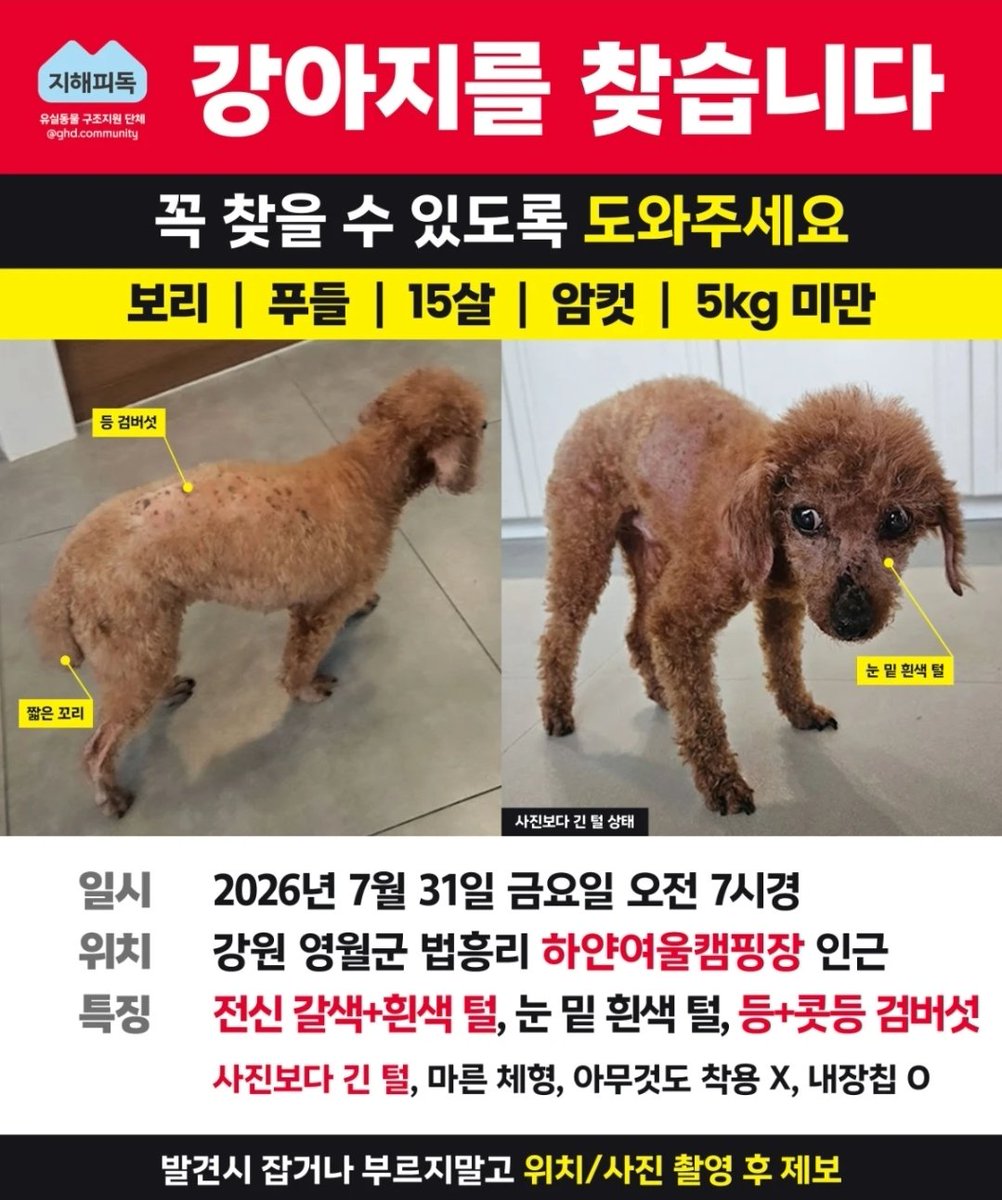 Bear_article's tweet photo. 애들아 공유만 해줘
보호자분이 이곳저곳 가입하고 사진 올리면서
찾고계시더라
ㄹㅇ 포인핸드랑 당근 인터넷까지
보호자분이 아직도 계속 찾고있더라.
그냥 아무말안해도되 공유만해줘 https://t.co/n0HsSADysw