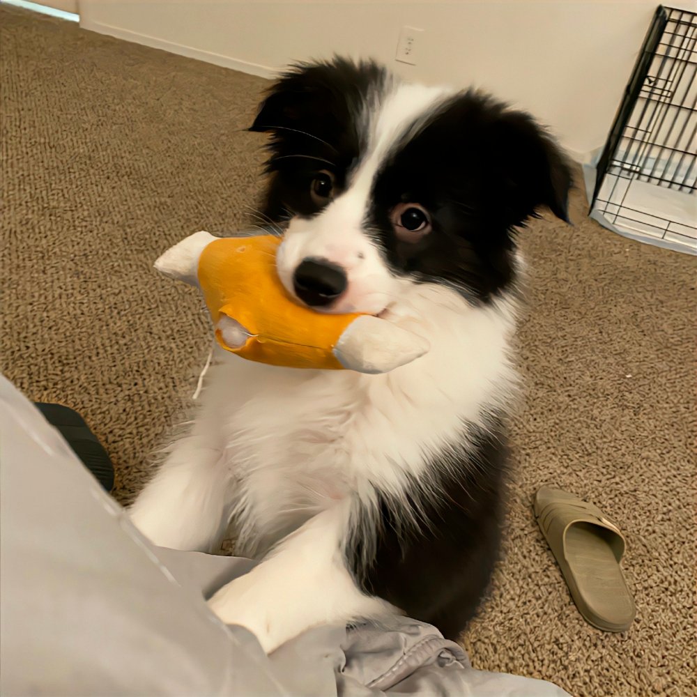 RushArena5mo8's tweet photo. Cute milk, naughty toy, fierce guard dog, loud roar, a sweet daily moment. https://t.co/NuAAvCk0l4