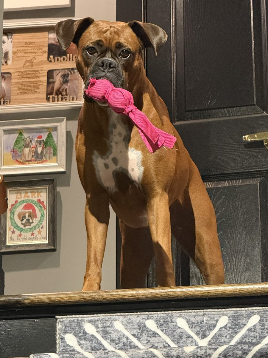 inntothenight's tweet photo. Luna found a puppy Kong to play with
#boxerpuppy #boxerdogs #boxerlife
#boxerlovers #boxersrock #boxersoftwitter #boxerdogsoftwitter #dogsoftwitter #dogsofx https://t.co/aMufaQWAXw