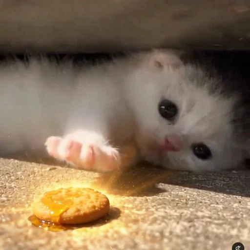 PetaISol's tweet photo. Think I just found the PVE

This GIF of a cat is taking over twitter right now, new post EVERY SECOND people are using it as a meme of "Greed" - q=2105817504644034874&src=typed_query&f=live

Pretty perfect narra we need after all this tech coin sludge all day, Hasn't been devved before either
https://t.co/hfxcwBZ2mn