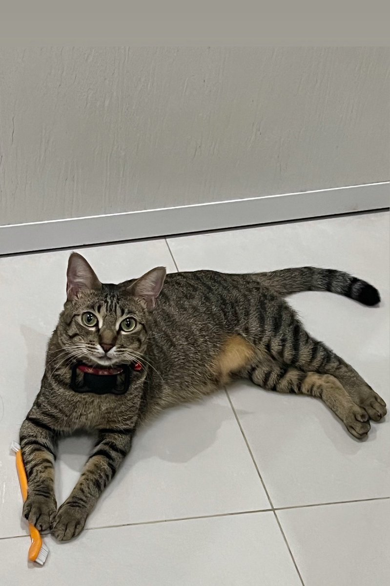 sunflouwerlt's tweet photo. @kiesha9i i love my little void sm❤️ (he wants me to brush his teeth) https://t.co/T26SpvuUWA