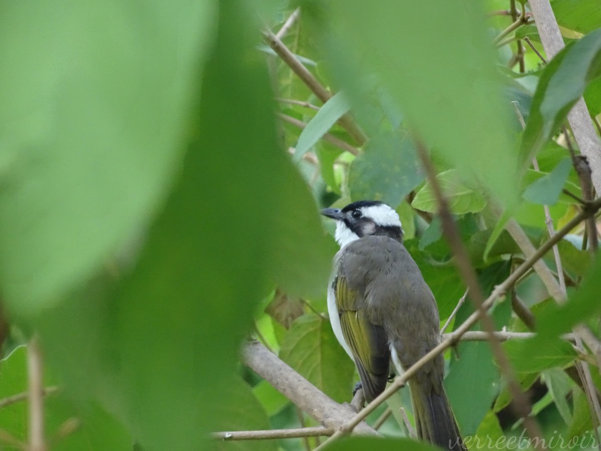 verreetmiroir's tweet photo. I saw the Light-vented Bulbul jumping inside the shrubs of Taiwan Beautyberry but I didn't actually witness it swallowing a berry. It is one of their favorite seasonal snacks. 💜💚 Kaohsiung. https://t.co/xT5y8E25l0