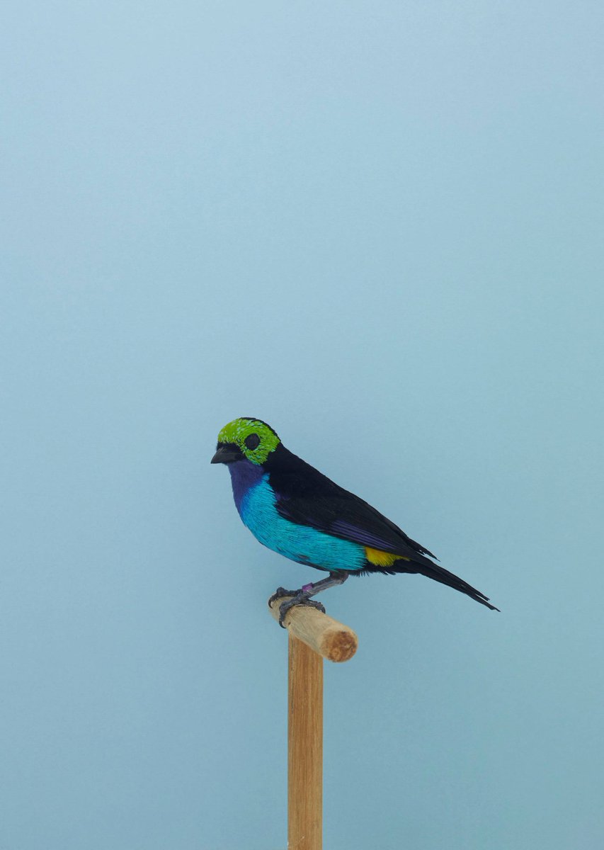AlyseKanes8x's tweet photo. Momentos de oficina perfectos: cuando el reloj avanza despacio, el café calienta las manos y nadie me ve revisar el pájaro azul. https://t.co/65dXjOVijH