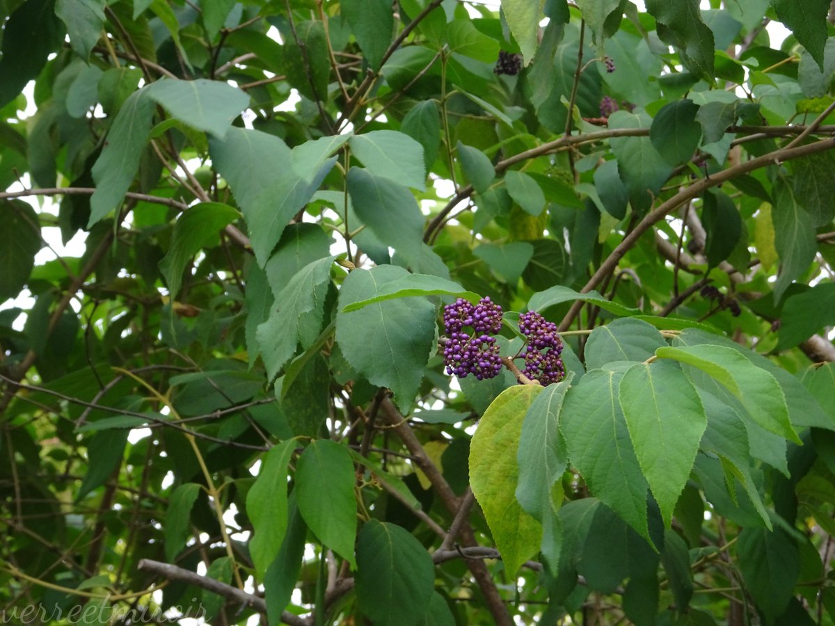 verreetmiroir's tweet photo. I saw the Light-vented Bulbul jumping inside the shrubs of Taiwan Beautyberry but I didn't actually witness it swallowing a berry. It is one of their favorite seasonal snacks. 💜💚 Kaohsiung. https://t.co/xT5y8E25l0