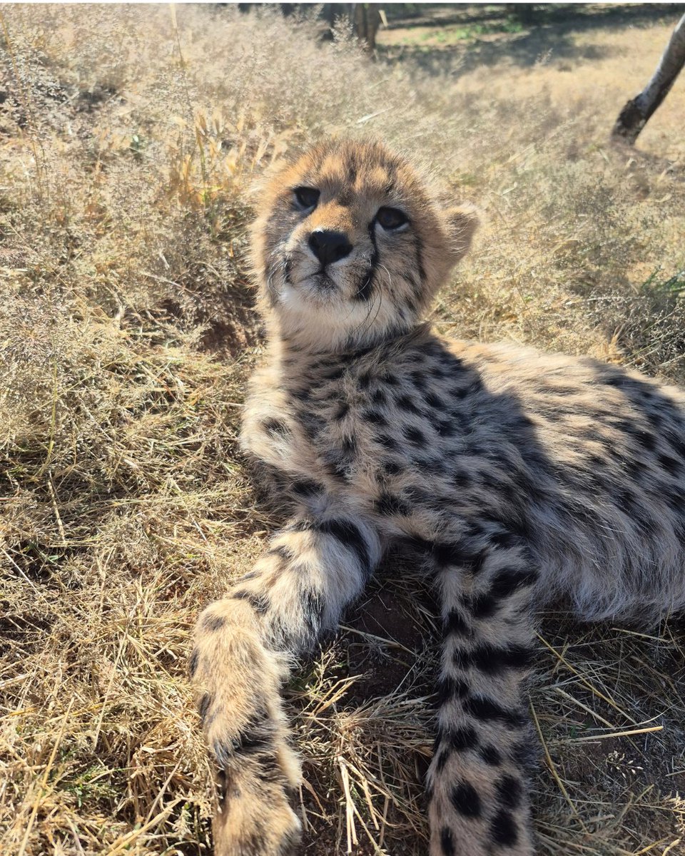 CCFCheetah's tweet photo. Today, we’re celebrating #WorldAnimalDay and #InternationalZookeeperDay! At Cheetah Conservation Fund (CCF), our cheetah keepers play a critical role in our frontline #conservation efforts in Namibia and Somaliland. Every single day animal care experts go above and beyond to provide individualized care to every single #animal, from feeding and administering medications and supplements to ensuring enclosures are safe and secure to providing daily enrichment.

Today, we also want to recognize keeper Courtney Blakey from the Nashville Zoo, the winner of the first-ever AAZK/CCF Big Cat Conservation Champion Award. Courtney volunteered at the Cheetah Rescue and Conservation Centre (CRCC) in Somaliland last year and helped care for a group of very young #cheetah cubs rescued from the illegal wildlife trade.

Want to learn more? Visit https://t.co/Lxbx1eLqK7