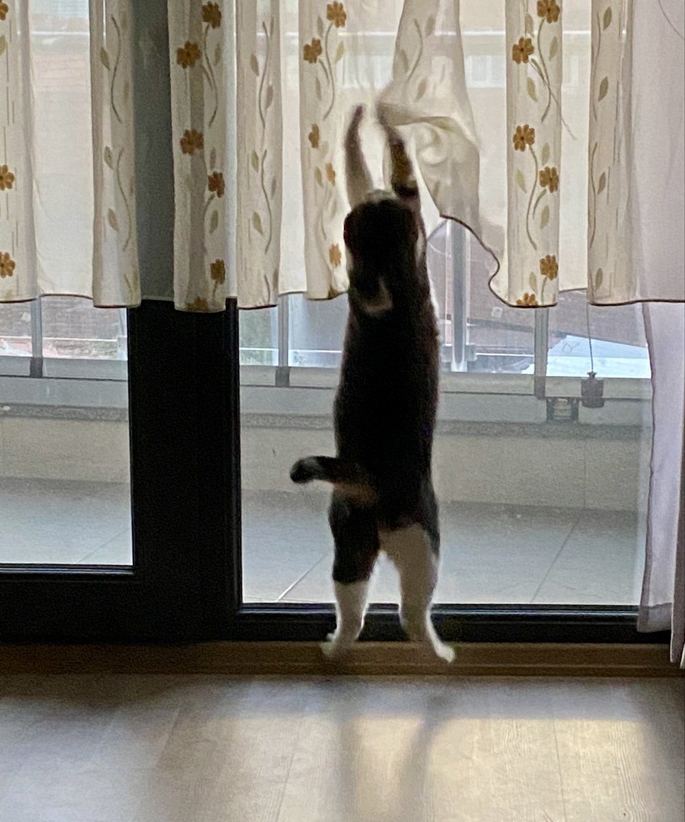 lunoira_'s tweet photo. Evde ücretsiz bale gösterisi varrr çıkın çıkın gelinnn 🫠🫠🧡 https://t.co/q1hdrcQlQF