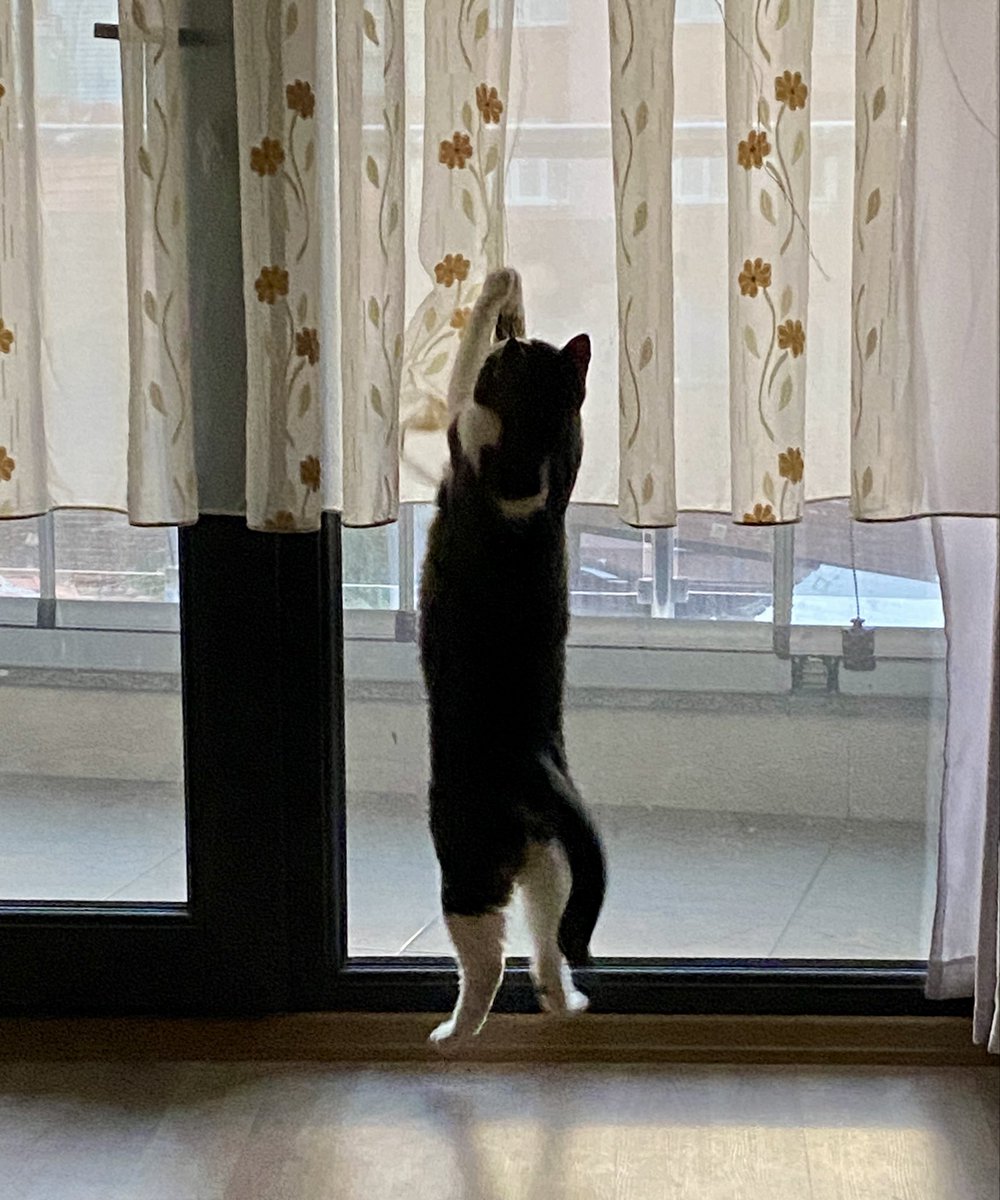 lunoira_'s tweet photo. Evde ücretsiz bale gösterisi varrr çıkın çıkın gelinnn 🫠🫠🧡 https://t.co/q1hdrcQlQF