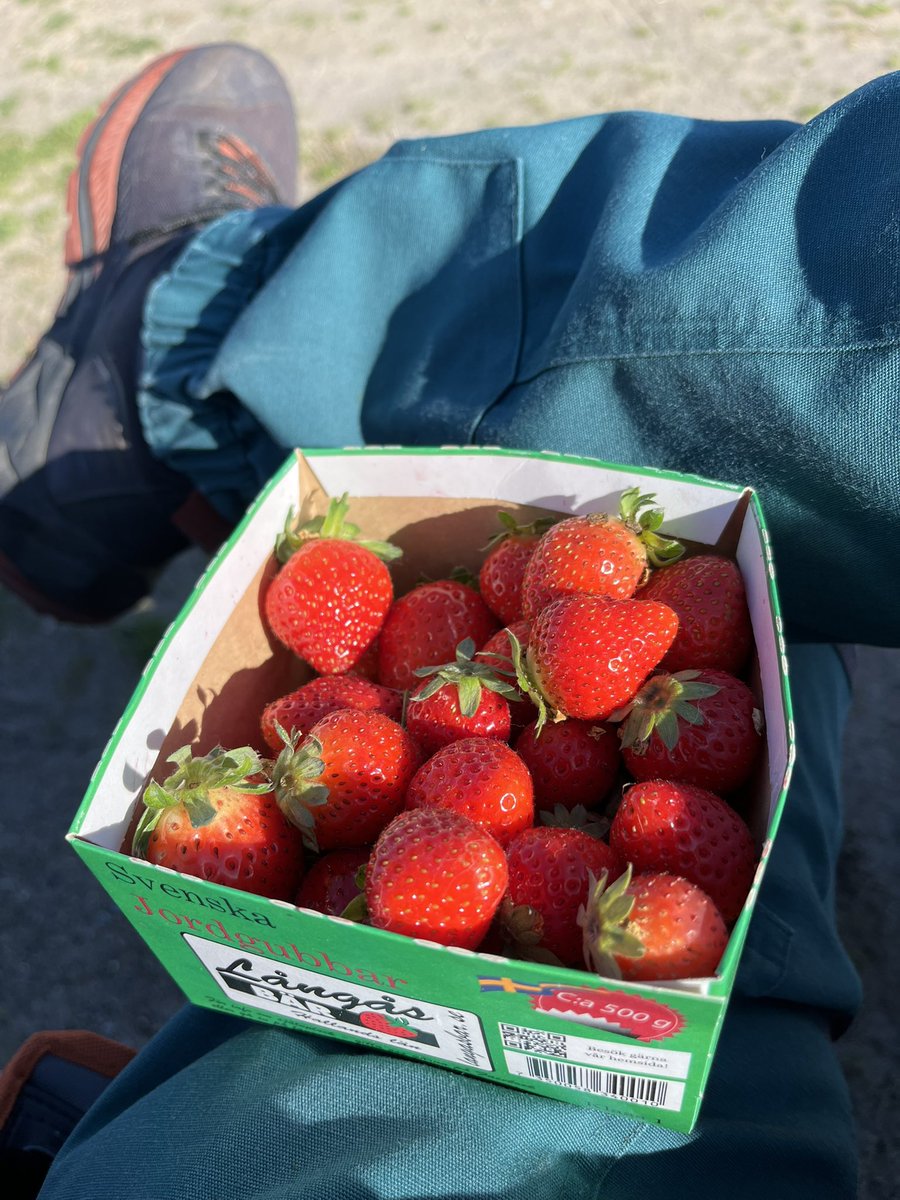 paketslav's tweet photo. Hittade en kartong med jordgubbar som fick följa med ut på fågelskådningen. 
Har haft en jäkla tur idag, kommer fram till ett gömsle och efter några minuter lyfter 4st Skedstorkar. Där var min dag gjord och detta kommer att firas med bubbel, som sig bör🥂🥂 https://t.co/DjbHtdb4Xq