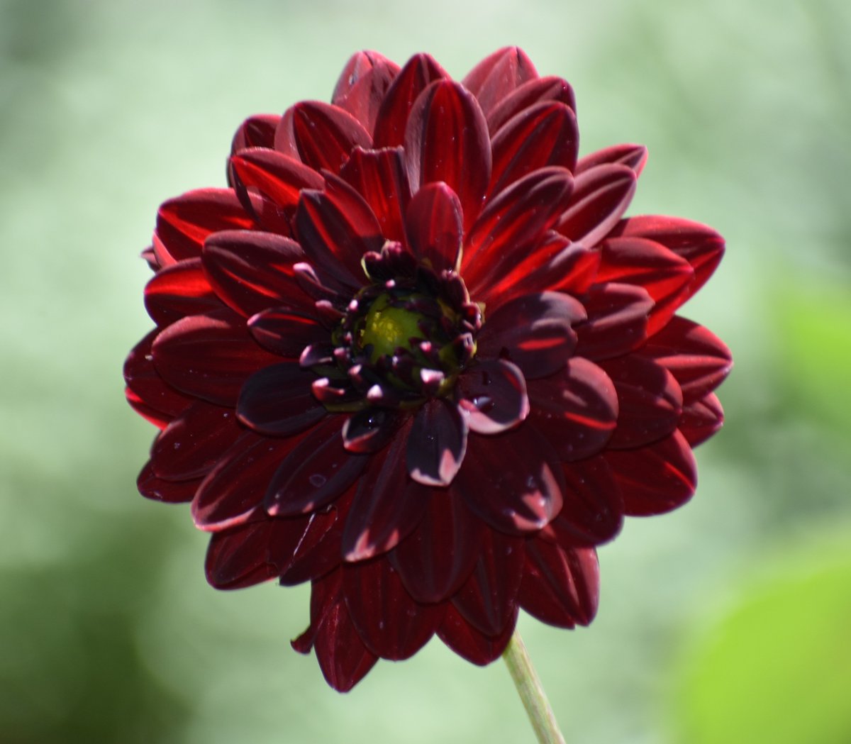 sowdMJ's tweet photo. Good Saturday morning☕️🌞 #mygarden #FlowersonX #GardeningX
#Dahlia https://t.co/pKr0dDmYM1