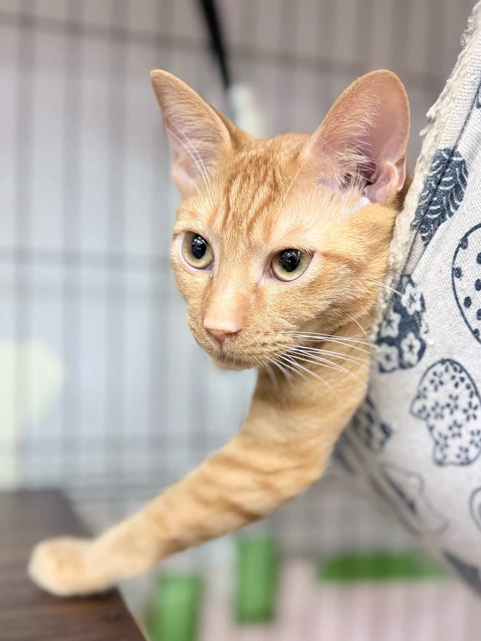 保護猫かふぇ かぎしっぽ on X: 
