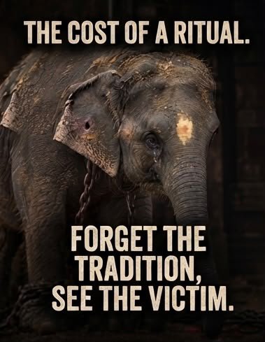 sanskriticekl's tweet photo. If today we don't speak up for innocent voiceless than shame on us for having that voice !
God's language should be humanity not animal abuse in the name of rituals
#whythechains #verifythefive #NoElephantsInTemples #stopelephantcaptivity
@CMOTamilnadu @assamforest https://t.co/U5Zyc4W27M