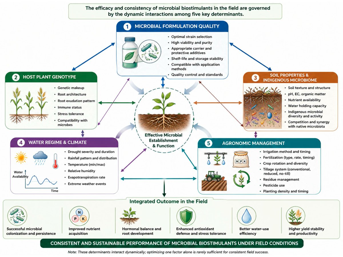AgriExperts's tweet photo. Drought stress threatens crop productivity and food security. This review explores how beneficial #bacteria and fungi enhance plant #drought tolerance by improving water relations, #nutrient uptake, #photosynthesis and #stress mitigation.
https://t.co/Z8bznp1nHT https://t.co/p69sQnWR0t