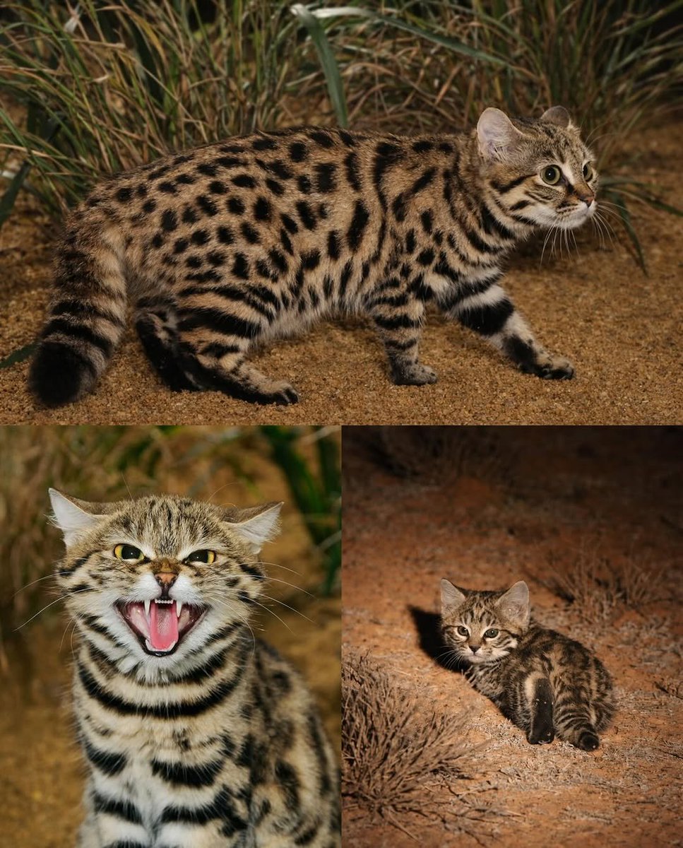 Hana_b30's tweet photo. Meet the black-footed cat.
Africa’s tiniest wildcat. Only 2–6 lbs.
Yet the deadliest feline on Earth.
One night of hunting = more kills than a leopard makes in six months. 
60% success rate. Absolute menace in a tiny package.

📸 sebastian kennerknecht https://t.co/u3WwhkxP3X