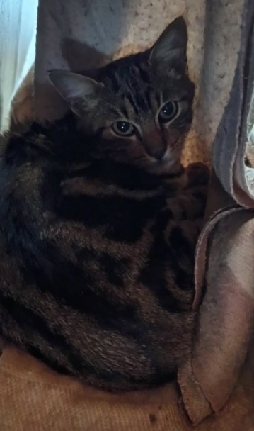 MissingTarn81's tweet photo. 03.10.26 Trouvé jeune chat tigré/marbré à Guyor. Avait harnais et longe. Etait coincé dans un portail. Contact : https://t.co/TaTO2NxJBd #Tarn https://t.co/DZEDq1qJLS