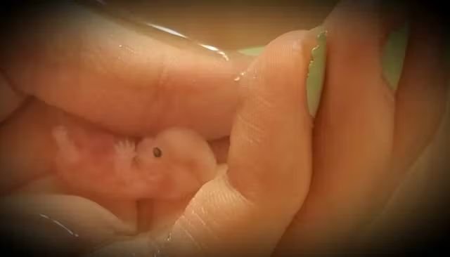 masvidaoficial's tweet photo. El 89% de los abortos se cometen durante el primer trimestre, cuando son como esta foto. Su humanidad no puede ser más obvia. https://t.co/J3zVlPdEQk