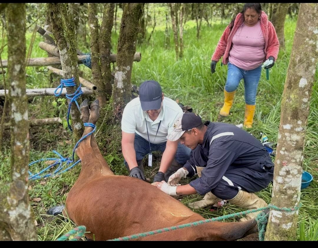 Agricultura_CZ2's tweet photo. En #Napo, Gonzalo Díaz de Pineda, brindamos asistencia veterinaria a un bovino con hernia umbilical, realizando el procedimiento para corregir esta condición. ¡Una atención veterinaria oportuna protege la vida del ganado!

🤝 Cuidamos la salud animal y apoyamos al productor. https://t.co/pbt3zdWC8r