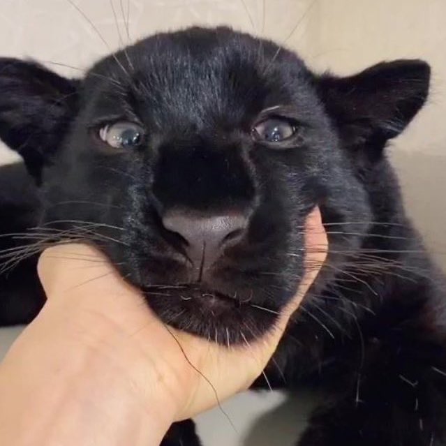 pumanotduck's tweet photo. i have never been happier to see my sweet black panther honey pup’s face 😣♥️ i need to give riki big kisses on his forehead and cheeks https://t.co/eHMS2HEB7e