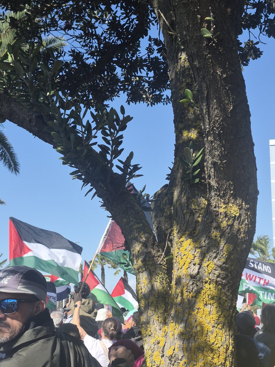 Carenlouisefalc's tweet photo. Cape Town now. #FreePalestine https://t.co/Z7r2MtTgVn