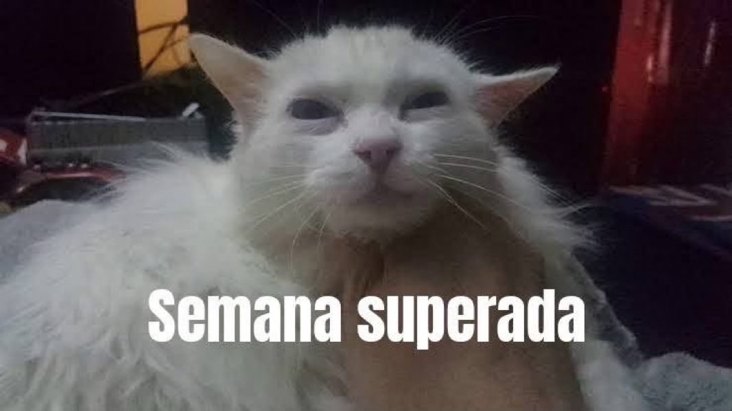 DiloConGatitoz's tweet photo. Sábado, pero a qué costo? https://t.co/TsRKXRbdYJ