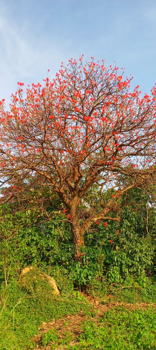 MourineAsiimwe's tweet photo. Erythrina abyssinica .
Naturally and natively looking extremely beautiful 🌳🌏🍀😂
@treeclubmobile @TreeClubWood 
#Dendrophilelifestyle #LoveTrees #PlantTrees #SaveTrees #TreeClub https://t.co/Lc1OTOZNUW