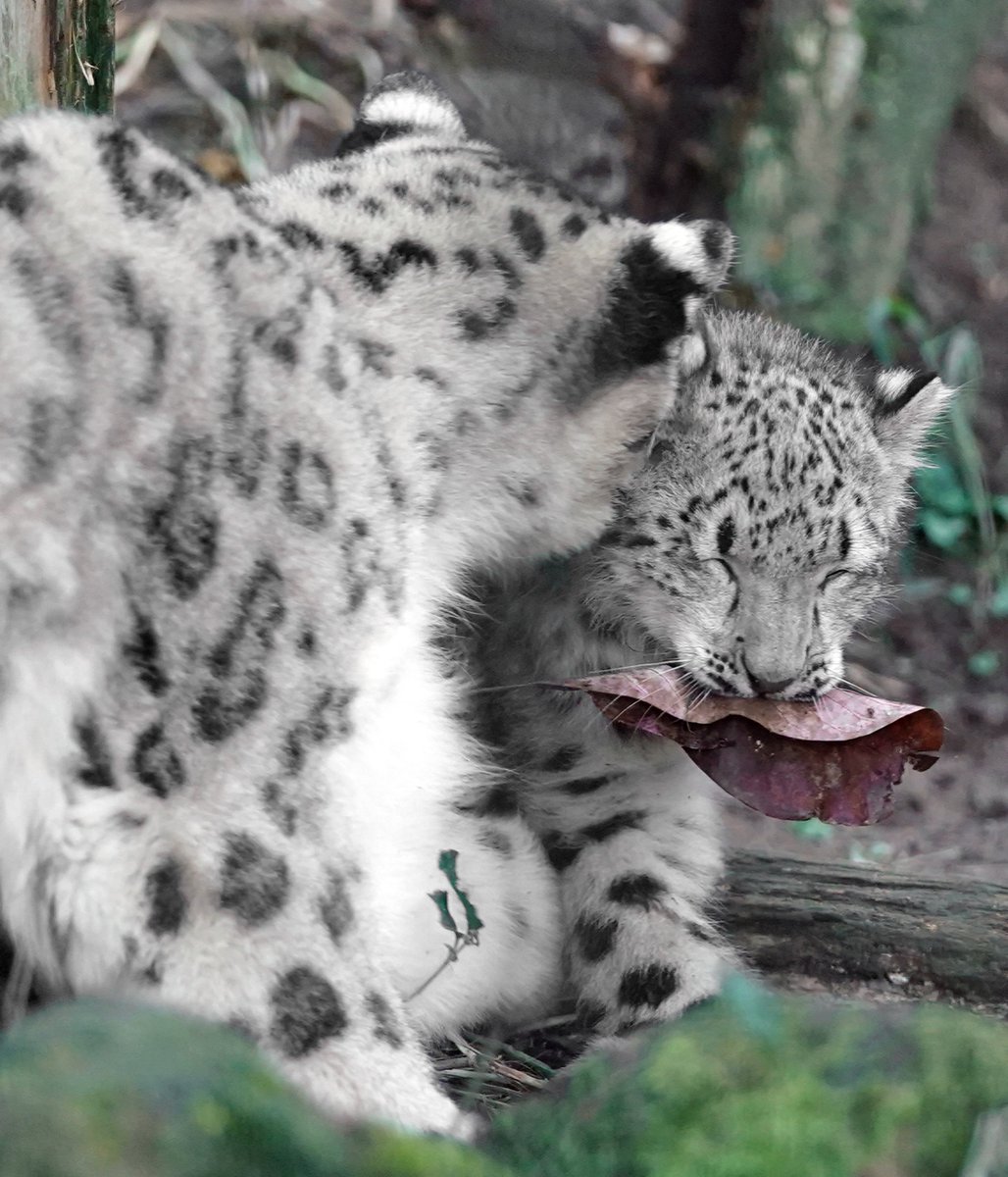 RikuLite's tweet photo. ミミお母さんとの追いかけっこ楽しかったね
📷20171103
#ユキヒョウ #フク https://t.co/xfI8BwH719