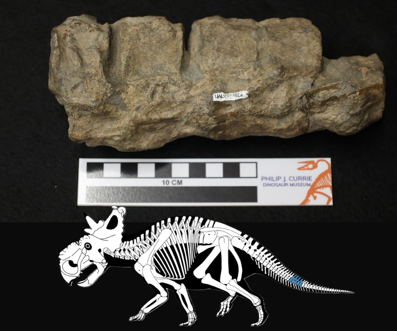 CanLightSource's tweet photo. Researchers from @usask have teamed up with @CurrieMuseum to study the structure of dinosaur bones. They used the CLS to look for any signs of disease and to better understand how they lived. https://t.co/HcPT3Dh8QC
#ResearchInAction #Dinosaurs #Fossils https://t.co/EWGo5s3OjJ