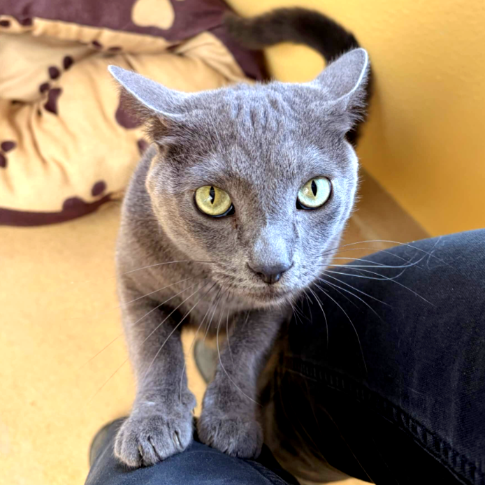 animalkeepersd's tweet photo. We think Haze may be guilt tripping us...
https://t.co/J5c1e16tT8
#catstay #cattery #kitty #catboarding #petboarding #boarding #haze #guilttrip #kittyguilt #catguilt
#pets #cats #sd #sdcats #sdpets #sandiego #sandiegocats #sandiegopets #powaycats #powaypets #poway https://t.co/iZ89EHagKt