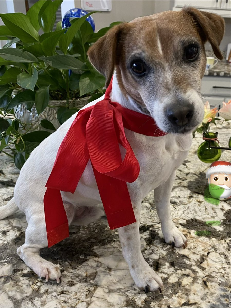 BelleLBear's tweet photo. #PostAFavPic4VioletOct26 #dogs #dogsoftwitter 😘🥰#SaturdayVibes #zshq ❤️#dogsofX #LittleBear ♥️😘
Day 3: “Boyfriend” - ❤️🥰
I try to be the very bestest BOYFRIEND to my Girlfren Daisy @DaisyMaeJack! She’s the sweetest! ♥️🥰😘❤️ https://t.co/tEyzbN6AMz