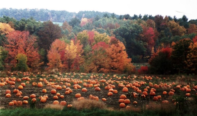 neversleeps29's tweet photo. 28 days until Halloween 🎃 https://t.co/OTaSJY4ueT