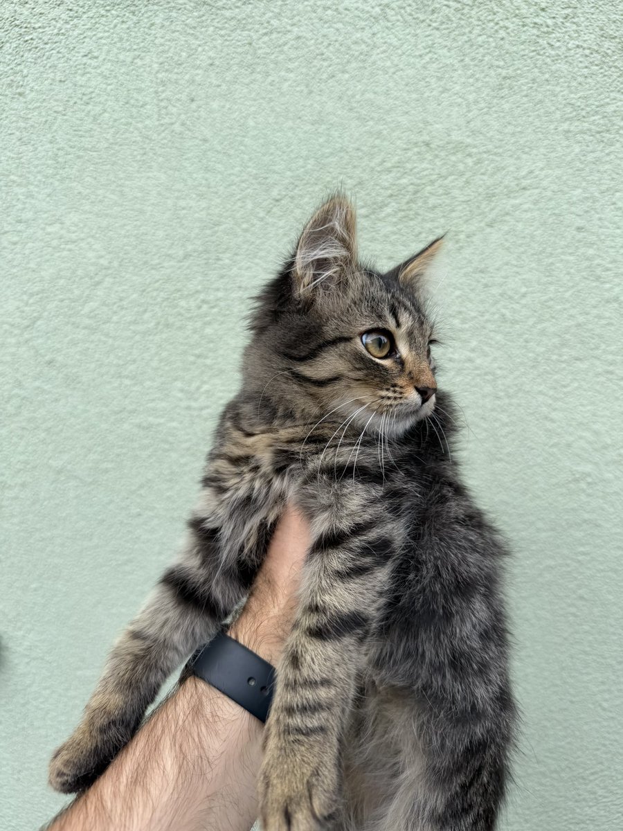 0xC00per's tweet photo. the kids brought home a kitten 🐈

great.

another little guy living here rent free and contributing absolutely nothing 💀 https://t.co/oXJ3cVVREN