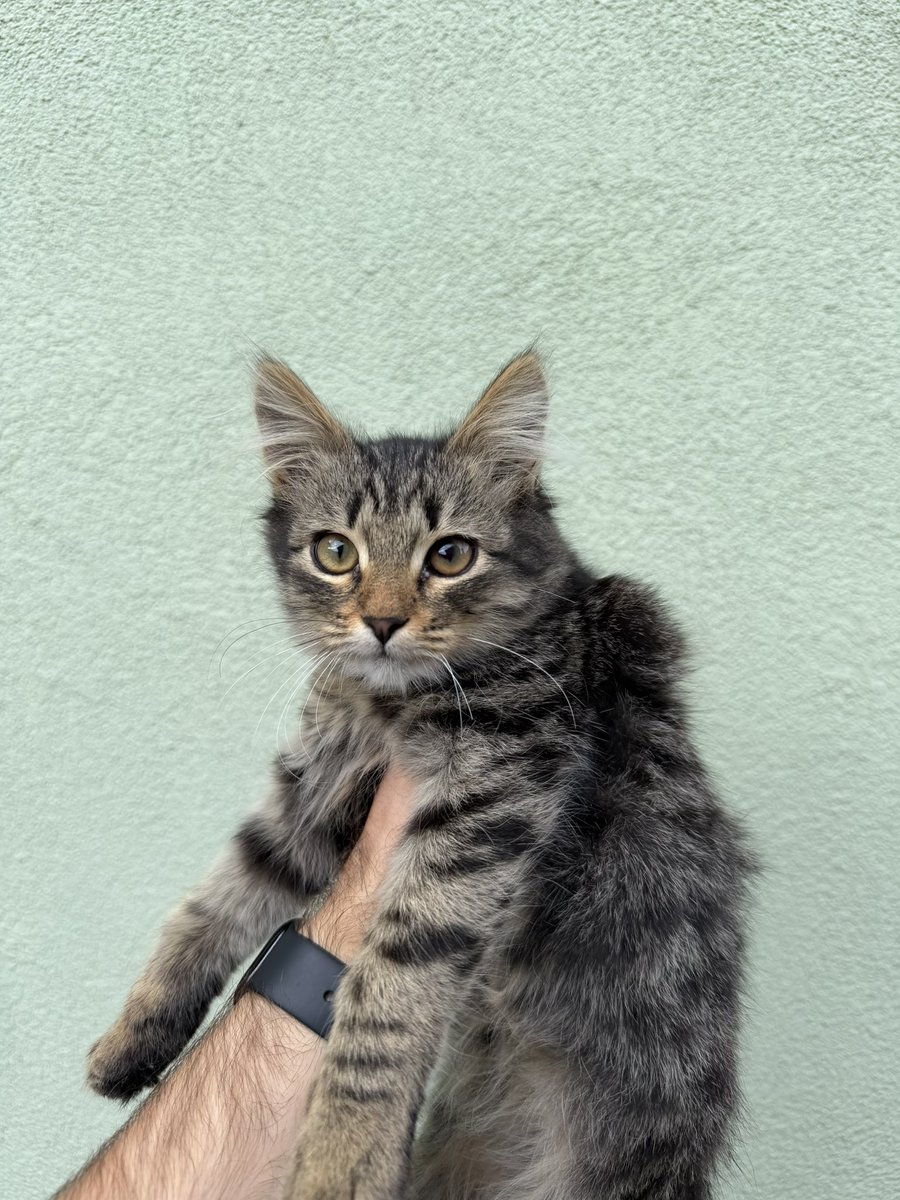 0xC00per's tweet photo. the kids brought home a kitten 🐈

great.

another little guy living here rent free and contributing absolutely nothing 💀 https://t.co/oXJ3cVVREN