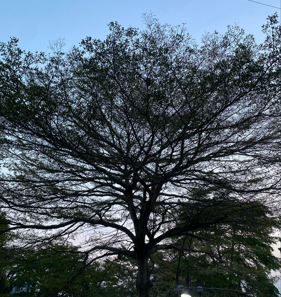 chronicosmic's tweet photo. #treeposting https://t.co/KVDdWK9yDy